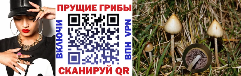 Галлюциногенные грибы Cubensis  продажа наркотиков  Эртиль 